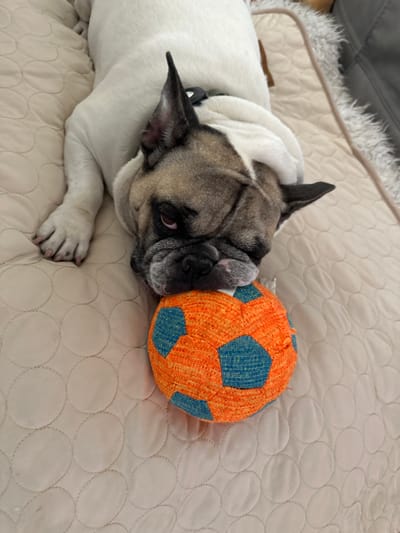 A French bulldog with a fawn and white coat is lying on a light-colored, quilted surface, resting its head on an orange and blue plush soccer ball. The dog's eyes are partially closed, and its expression appears relaxed. The quilted surface has a pattern of circles and is soft and padded, suggesting it could be a dog bed or a cushioned mat. The background is slightly blurred but shows hints of furniture. The scene appears to be indoors. There is no information in the image to suggest a specific location in Henderson, United States of America.