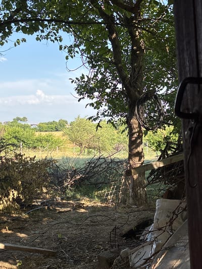 The image depicts a rural scene in Жібек жолы ауылдық округі, Kazakhstan, likely during daylight hours given the bright sunlight casting shadows. The composition is oriented vertically, suggesting it was taken from a low vantage point, possibly looking upwards or sideways.

The foreground is dominated by the branches and leaves of a large tree, with sunlight filtering through the foliage. A coiled bundle of dark wire or rope is prominently displayed on one of the tree branches. Beyond the tree, the scene opens up to a landscape of rolling hills and fields, dotted with more trees and vegetation. A faint haze or smoke is visible in the mid-ground, adding a sense of atmosphere. The overall impression is one of a natural, somewhat unkempt, outdoor environment.

There are no people visible in the image. The objects present include trees, foliage, wire, and a wooden structure or beam at the top edge of the frame. The setting appears to be a rural area, possibly a backyard or the edge of a field, with elements suggesting a fence or boundary in the mid-ground. The weather appears to be clear and sunny. No text is visible in the image.