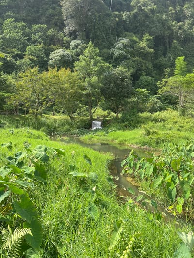 Lush greenery blankets the scene, featuring a variety of plant life from ferns and tall grasses to large-leaved plants resembling taro. A narrow stream meanders through the landscape, with a small waterfall visible in the distance. Dense trees line the opposite bank, creating a verdant forest backdrop. The overall impression is one of natural beauty and tranquility.