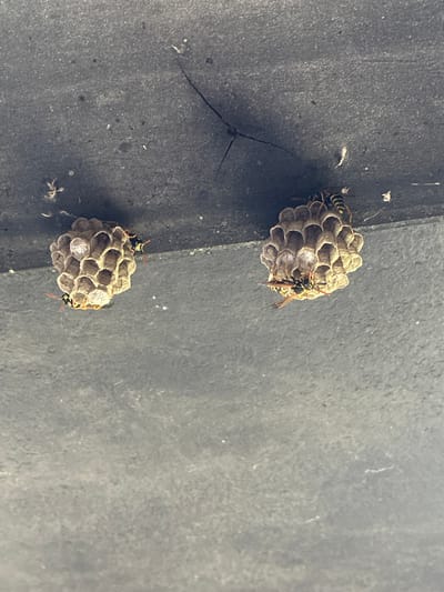 Two small wasp nests are attached to a dark, textured surface, possibly the underside of a roof or overhang. The nests are honeycomb-shaped, with visible hexagonal cells. Several wasps are present on and around the nests. One nest is on the left side of the image and the other is on the right. The surface appears to be outdoors, with some debris and a thin, dark line that could be a crack or shadow. The overall impression is that of a typical urban or suburban outdoor environment. The specific location of Zhirnov, Russia, is not visually discernible from the image itself.