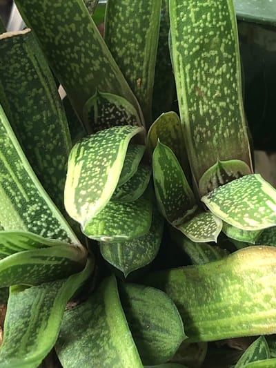 The image shows a close-up, top-down view of the fleshy, patterned leaves of a Gasteria plant, commonly known as a "Kangaroo Paw" or "Ox Tongue" succulent. The leaves are a deep green with lighter green or pale yellow spots and bands, and they are tightly packed together, creating a dense cluster. Some leaves have pointed tips, and others are rounded. The lighting suggests an indoor environment, possibly a home or greenhouse, as indicated by the soft, diffused light and the absence of strong shadows. There is no discernible urban or natural environment visible in the image, so it is not possible to determine its location in Пионерский, Russia, or anywhere else. There are no people or actions depicted in the image.