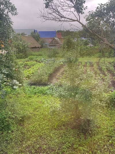 The image shows a view of a rural settlement, likely a dacha or village, in Karmanovo, Russia. The foreground is dominated by lush green vegetation, including a small tree with leaves and some red fruits, and various ground cover plants. Beyond this, a cultivated garden area with rows of vegetables is visible. In the midground, a wooden fence separates the garden from a small cluster of buildings. These buildings include a traditional wooden house with a weathered roof, and other structures with tin and blue roofs. In the background, more trees and distant buildings suggest a spread-out settlement under an overcast sky. The scene depicts a tranquil, agricultural setting typical of rural Russia.