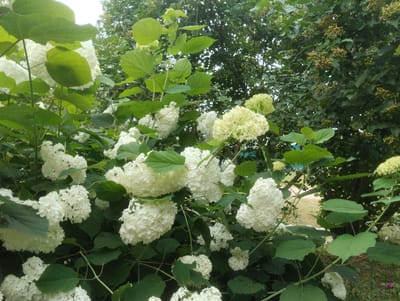 The image captures a close-up view of a dense bush covered in numerous white and pale green hydrangea blooms, interspersed with large, dark green leaves. Some of the hydrangea clusters are spherical and tightly packed with small flowers, while others are more loosely formed and have a delicate, lacy appearance. The background consists of a mix of darker green foliage from other trees and shrubs, with some hints of lighter green leaves and scattered small berries or developing flower heads on a vine-like plant in the upper right portion of the frame. The lighting suggests an overcast or shaded environment, as there are no strong shadows. The overall impression is of a lush, natural setting, possibly a garden or park in the Пашкаўскі сельскі Савет, Belarus. There are no people or animals visible in the image.