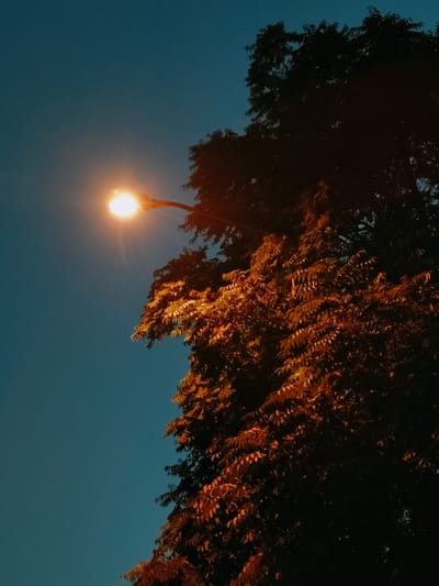 A street lamp illuminates a tree at dusk. The sky is a deep blue, and the lamp emits a bright, warm light that highlights the leaves of the tree, casting them in shades of orange and brown. The tree is large and leafy, with many branches extending upwards. The street lamp is mounted on a pole and extends out over the tree. The image appears to have been taken in a park or a residential area. The scene is serene and peaceful.