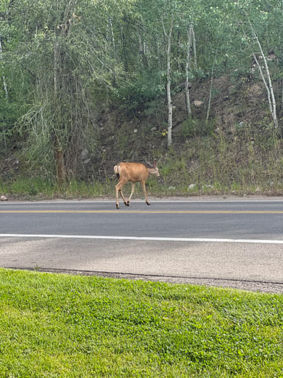 A light-brown deer, likely a mule deer, is captured mid-stride, moving from left to right across a paved two-lane road. The road displays a solid white line marking the shoulder and a broken yellow line indicating the center. The deer's front left and rear right hooves are visibly lifted from the asphalt. Immediately behind the road, an incline of dirt and rocks is densely covered with green vegetation and numerous slender trees featuring white bark, characteristic of aspens. The foreground, below the road, shows a strip of vibrant green grass. This scene is consistent with the natural mountainous and forested environment found near or within the city of Aspen, Colorado, United States. No human figures or vehicles are present.