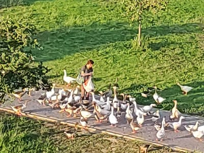 A person is feeding a flock of geese in a grassy area. The person, who appears to be a young man, is wearing a dark t-shirt and is holding a white bag from which he is distributing food. The geese, a mix of white and brown, are gathered around the person, eagerly awaiting or consuming the food. Some geese are standing, while others are bending down to eat. The scene is set in an outdoor environment with lush green grass and a few trees. The lighting suggests it is daytime, likely late afternoon given the warm, golden hue of the sunlight casting shadows. The overall atmosphere seems peaceful and bucolic. There is no visible text in the image. The location context is Badajoz, Spain, which suggests a rural or semi-rural setting in a warm climate.