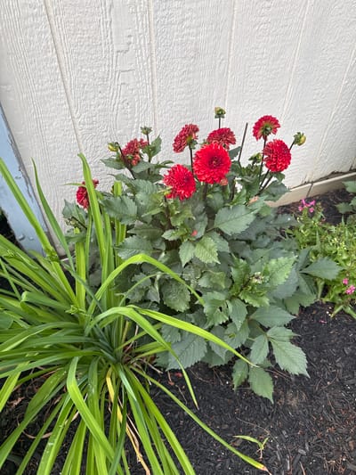 This is a medium shot, eye-level, outdoor photograph of a garden bed featuring red dahlia flowers. The dahlias are in full bloom and are the dominant subject in the center-right of the frame. They are a vibrant red with a layered petal structure. Surrounding the dahlias are their large, dark green leaves. To the left of the dahlias is a clump of bright green, grass-like foliage, possibly daylilies, with long, slender leaves. In the background, a light-colored, textured wall, likely siding of a building, is visible. The ground is covered in dark, shredded mulch, with a few small, pink flowers peeking out from behind the dahlias on the right side. The lighting suggests it is daytime. The scene is located in the city of Morrisville, United States of America.