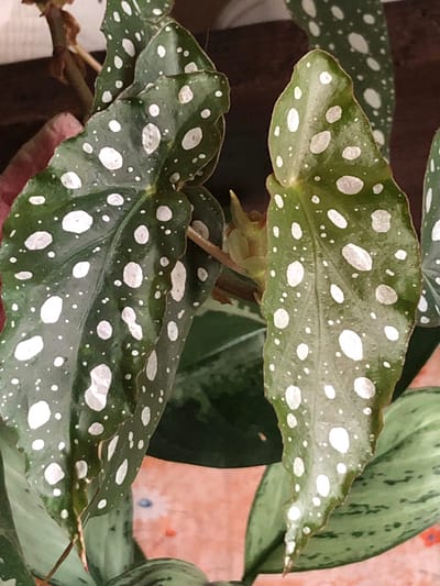 A close-up shot focuses on the leaves of a polka dot begonia plant. The leaves are a dark green, with irregular, silvery-white spots scattered across their surfaces. The texture of the leaves appears slightly rough, and some edges are serrated or wavy. A small, pale green bud is visible near the center of the image, nestled amongst the leaves. The background is softly blurred, suggesting an indoor environment with warm, earthy tones. The overall impression is one of a healthy, vibrant houseplant. There is no visible indication of the city of Пионерский, Russia in this image.