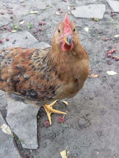 A brown and black-feathered chicken with a red comb stands on gray stone pavers in Keleberdivka, Ukraine. The chicken is facing forward, looking directly at the camera with its beak slightly open. Its yellow feet are visible, with one foot extended forward. Scattered around the chicken are small red berries and fallen leaves. The ground is composed of dirt and cracked earth.