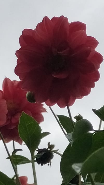 In the city of Bintangpermata, Indonesia, two dark red dahlias are in bloom. One dahlia is in the foreground, its petals forming a full, ruffled bloom. Another dahlia, partially obscured by the first, is also visible to the left. Dark green leaves frame the flowers, and the stems of the plants are visible. A dark, bud-like structure is attached to one of the stems. The background is a bright, overcast sky.