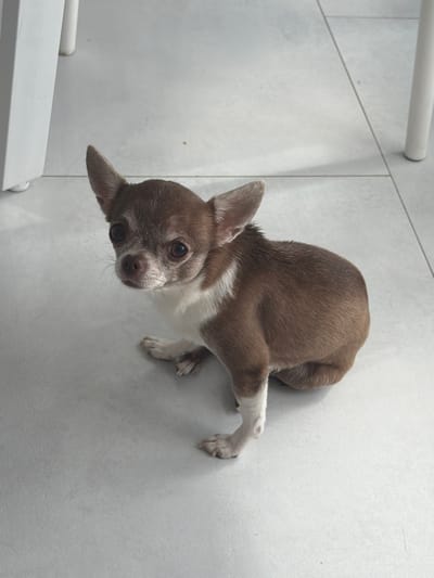 A brown and white Chihuahua is sitting on a light gray tiled floor. The dog is facing towards the viewer with its head tilted slightly to its left. It has large, dark eyes and prominent ears. The dog's body is mostly brown with a white chest and white markings on its front legs. Its tail is curled around its body. In the background, the legs of a white table or chair are visible on the left and right sides of the image, also positioned on the same tiled floor. The lighting suggests an indoor environment, possibly a home or a commercial space. There is no visible indication of the city of Бордуки, Russia in the image.