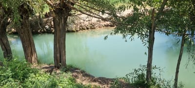 In a scene near Уч. Жданова, Tajikistan, a tranquil, greenish body of water dominates the frame, reflecting the bright sky. The water is bordered by a dirt embankment covered in lush green vegetation and several trees with rough, textured bark. In the upper left portion of the image, partially obscured by trees, a small group of individuals, possibly three to four, are seated or resting on the embankment, their forms appearing dark against the lighter background. The trees in the foreground are densely leaved, casting shadows on the ground and obscuring parts of the water. The overall environment suggests a natural, outdoor setting with a body of water that is likely a river or a pond.