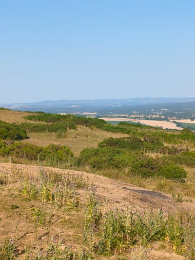 This is a wide-angle, eye-level photograph of a rural landscape on a clear, sunny day. The foreground features a dry, grassy slope dotted with small purple wildflowers. The middle ground is characterized by rolling hills covered in green shrubs and dry grasses, with some patches of darker green gorse. In the distance, a patchwork of fields, some golden yellow and others green, stretches out towards a hazy, mountainous horizon. The sky is a vast, unbroken expanse of pale blue. The scene appears to be located in a natural, undeveloped area, likely a hillside or moorland, given the vegetation and terrain. There are no people or man-made structures visible in the immediate foreground or middle ground. The overall impression is one of a serene, natural landscape.