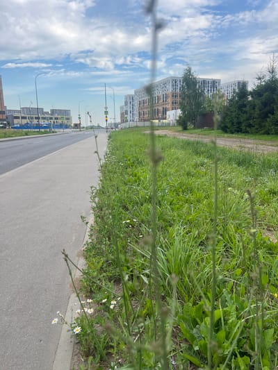 The image depicts an outdoor scene in Ostaf'evo, Russia, with a strong emphasis on the juxtaposition of urban development and natural elements. The foreground is dominated by lush green grass and thin stems of wild flowers, some of which are white daisies, creating a natural barrier or filter for the view beyond. This vegetation is lush and vibrant, suggesting a temperate climate and possibly a summer or late spring day.

Beyond the vegetation lies a paved road or sidewalk, which curves gently into the distance. Along the side of this road, a series of modern, multi-story apartment buildings rise against a bright blue sky filled with scattered white clouds. The architecture of these buildings is varied, with some featuring light-colored facades and numerous windows. Streetlights and traffic signals are visible along the road, indicating it's an active urban thoroughfare. The image appears to be taken during daylight, likely in the afternoon given the brightness of the sky and the illumination of the scene.

The reflection in what appears to be a body of water or a highly reflective surface is prominent, mirroring the sky, clouds, buildings, and vegetation. This reflection is so clear that it's difficult to distinguish from the actual scene at first glance, creating an almost surreal, symmetrical effect. The orientation of the image is such that the sky is on the left and the ground is on the right, suggesting the photograph might have been taken at an unusual angle or that the reflective surface has caused a rotation of the reflected image. There is no visible text in the image. The overall mood is one of a peaceful, perhaps slightly abstract, view of an urban landscape integrated with nature.