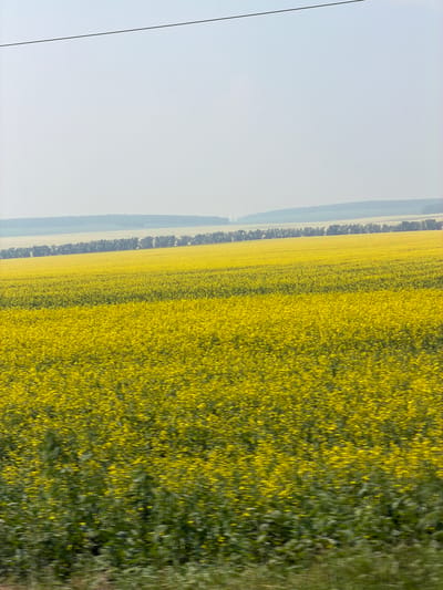A horizontal, medium shot captures a vast, yellow field of flowering rapeseed under a pale, hazy sky. A thin, dark line, possibly a wire, bisects the upper portion of the frame. In the distance, a line of dark green trees forms a border between the yellow field and a lighter green and tan landscape. The foreground is blurred with motion, suggesting the image was taken from a moving vehicle. The overall scene conveys a sense of open, rural landscape in Russia, potentially in the vicinity of Sukhaya Dolina, given the visual characteristics of a fertile agricultural region.