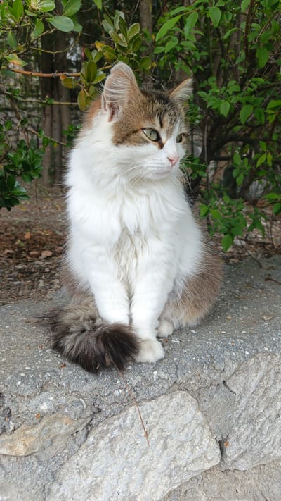 A medium-sized, semi-longhaired cat is sitting on a concrete wall. The cat is predominantly white with patches of brown on its head, back, and tail. It has green eyes and is looking to the right. Behind the cat is a green bush with small, round leaves. The setting appears to be outdoors, potentially in Верхореченское сельское поселение, Ukraine, but this is based on the assumption it is in that location. The ground beneath the wall is covered with leaves and small stones. A twig lies in front of the cat's paws. The concrete wall has a rough, textured surface.