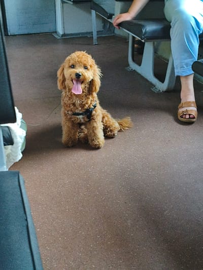 An overhead medium shot shows a small, fluffy, golden-brown dog sitting on the floor of a public transport vehicle. The dog is facing the camera, with its tongue out and panting slightly. It wears a black harness and appears to be on a leash, though the leash is not fully visible. To the right of the dog, a person's legs are visible, clad in light blue pants and brown sandals. The person is seated on a bench, part of the vehicle's interior. The floor of the vehicle is a speckled, brown material, and the benches are dark gray. The background shows the metallic gray interior of the transport, possibly a train or bus. The lighting suggests an indoor environment, possibly during the day. The location is Путрышкаўскі сельскі Савет, Belarus.