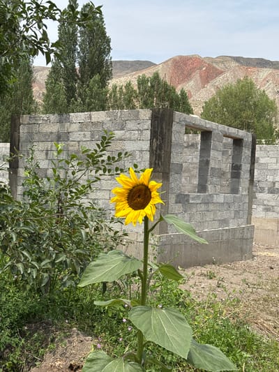 A single sunflower stands in the foreground of an unfinished brick building. The sunflower is bright yellow with a dark brown center, and its large green leaves are visible. Behind the sunflower, a partially constructed wall made of grey cinder blocks forms the structure of a building, with two open window frames visible. The ground is covered in dry grass and soil. In the background, several tall green trees and hills with reddish-brown streaks can be seen under a cloudy sky. The scene is outdoors, in what appears to be a rural or semi-rural area, likely within the city of Krugovoye, Kyrgyzstan, given the context of the prompt. No people are present in the image.