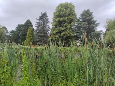 The image depicts a serene natural scene in Uetersen, Germany, likely within the Rosarium Uetersen or a similar park environment. The foreground is dominated by tall, green cattails and other lush vegetation bordering a body of water. The water's surface is partially obscured by the reeds, but hints of a calm, dark surface are visible, with scattered leaves floating on top. In the background, a variety of mature trees form a dense, verdant backdrop against an overcast, grey sky. The trees exhibit different shapes and shades of green, suggesting a mix of deciduous and coniferous species. A small, wooden structure, possibly a birdhouse or a decorative element, is subtly visible on the water in the middle ground. A red object, likely a marker or a piece of public art, is discernible further in the background, near a well-maintained garden area with some floral elements and a pathway. The overall atmosphere is tranquil and suggests a peaceful outdoor setting, characteristic of a park or botanical garden. There are no people visible in the frame.