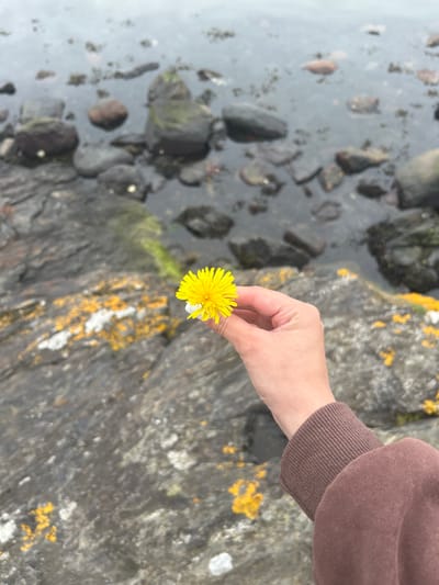 A person's hand is holding a single yellow dandelion flower with a white center near a rocky shore. The background consists of dark, wet rocks and calm, grey water. The person is wearing a brown sweatshirt. The scene suggests an outdoor natural setting, possibly near the coast in Stavanger, Norway.
