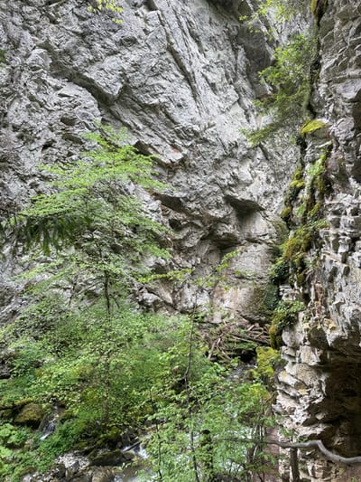 The image depicts a rugged, rocky cliff face with vegetation clinging to its surface. The location is likely within the city of Borino, Bulgaria, given the prompt's mention. The cliff is primarily composed of gray, fractured rock, with sections featuring moss and small plants growing in crevices and along ledges. Green foliage, possibly from trees or bushes, drapes over the edge of the cliff in certain areas. A possible waterfall can be seen on the right side of the cliff. No people, animals, or man-made objects are clearly visible, besides the cliff face and vegetation. The environment appears to be a natural, outdoor setting, possibly a gorge or canyon.