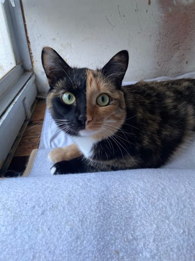 A calico cat with striking green eyes is the sole subject of this vertically oriented photograph. The cat's fur displays a classic calico pattern of black, orange, and white patches, with a distinct demarcation of black and orange on its face. It is looking directly at the camera with an alert expression.
The cat is positioned on a soft, textured surface that appears to be a light-colored, possibly white, fabric, perhaps a cushion or a piece of furniture. The background to the left of the cat is a textured, light-colored wall, possibly concrete or stucco, with some subtle discoloration and small debris. In the lower part of the image, a window frame or ledge is visible, suggesting an indoor setting near a window. The lighting suggests it's daytime, likely with natural light illuminating the scene. No specific weather conditions can be determined from the image.
The image captures a close-up view of the cat's head and upper body. The cat's ears are pointed and alert, and its whiskers are prominently displayed. The overall impression is one of a curious and engaged animal. No text is visible in the image. The provided location context of Fedorovka, Russia, is not directly inferable from the visual elements of the photograph itself.