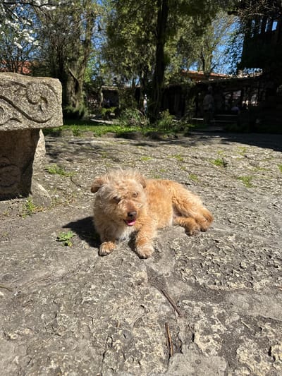 A tan-colored dog with curly fur is lying on a rough, uneven stone surface. The dog has its tongue slightly out. The stone surface appears to be part of a walkway or wall. In the background, there is greenery including trees and some blooming white flowers, as well as a glimpse of a building structure. A carved stone post is visible in the bottom left corner of the frame. The scene is outdoors with sunlight.