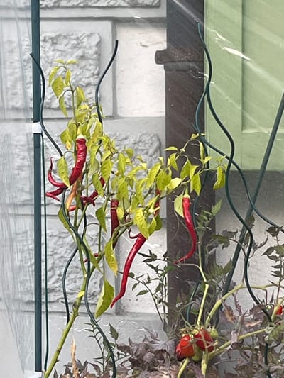 The image presents a close-up view of cultivated plants in an outdoor or semi-enclosed setting in Lauterbrunnen, Switzerland. The primary subject is a chili pepper plant featuring numerous elongated, ripe red chili peppers and predominantly yellowish-green leaves, some exhibiting signs of senescence. This plant is supported by multiple slender, dark green, flexible plant stakes, some with a distinct wavy form. One straight, vertical green stake on the left is secured with a white clip, and a translucent panel, possibly plastic or glass, is partially visible to its left. Below and to the right of the chili plant, a tomato plant is observed, bearing both ripe red and unripe green tomatoes amidst darker green foliage. The background consists of a light gray, textured building wall composed of rectangular blocks with recessed mortar lines. To the right of this wall, a dark brown vertical architectural element is present, followed by a lighter green panel, likely a shutter or door, in the far right background. No people are visible.