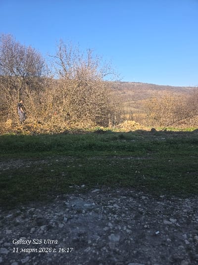 The image depicts an outdoor, rural landscape in Dolna Beshovitsa, Bulgaria, captured on March 11, 2026, at 4:17 PM using a Galaxy S25 Ultra. The foreground consists of dark, uneven gravel and scattered small rocks, transitioning to a strip of sparse, dull green grass that extends across the lower half of the frame. The midground is dominated by a dense, horizontal line of leafless deciduous trees and shrubs, illuminated by direct sunlight from the left, casting some areas into shadow.
On the far left, within this dense foliage, a single individual is visible, partially obscured by branches. The person is dressed in dark clothing, including what appears to be a dark shirt and blue pants or overalls, and is positioned amidst the trees, seemingly elevated or standing on an unseen surface. A small, bright orange object, possibly a tool or marker, is discernible among the branches near the individual. Further into the mid-background, to the right of the person and behind the primary tree line, a distinct pile of light-colored material, consistent with cut wood or dried brush, is visible and brightly illuminated by the sun. The background features a large, treeless or sparsely vegetated hill extending across the horizon, under a clear, light blue sky.
