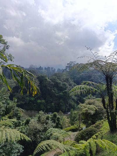 The scene depicts a panoramic view of a densely vegetated, mountainous landscape in the vicinity of Bangalum Bridge, Papua New Guinea. The sky is largely overcast with prominent grey and white cumulus clouds, showing some patches of brighter sky. The foreground is dominated by vibrant green fern fronds and palm-like leaves, with a large tree fern visible on the right side. The midground features a verdant valley or gorge densely packed with various trees, bushes, and smaller ferns. A dark, winding road traverses the midground horizontally, and approximately five light-colored vehicles, possibly cars, are discernible on it, appearing static or slowly moving. The background consists of multiple layers of forested hills and mountains, receding into a light atmospheric haze or mist. No individuals are visible.