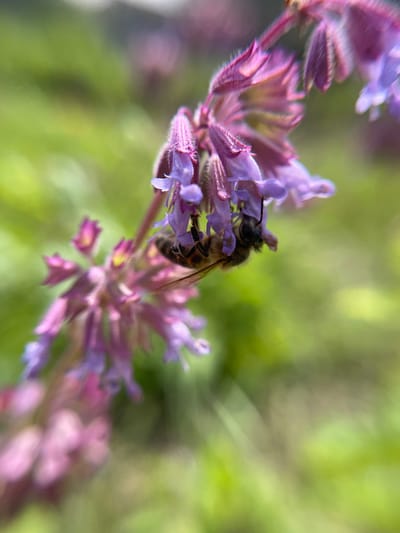A close-up, vertical shot captures a honeybee clinging to a cluster of purple and pink tubular flowers. The bee is facing downwards, with its furry body and striped abdomen clearly visible. Its wings are slightly blurred, indicating movement. The flowers are delicate, with fuzzy sepals and small, light purple petals. The background is a soft, out-of-focus blur of green foliage, suggesting an outdoor, natural setting. The image appears to be a snapshot taken in Popasne, Ukraine, likely during a warm season when bees are active in pollination.
