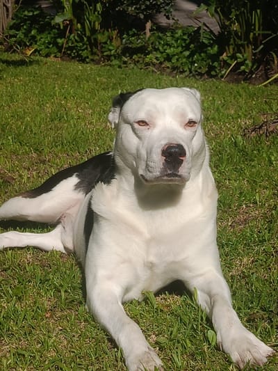A white and black American Bulldog-type dog is lying in green grass in Sangolquí, Ecuador. The dog is facing the camera. Some trees and plants are visible in the background.