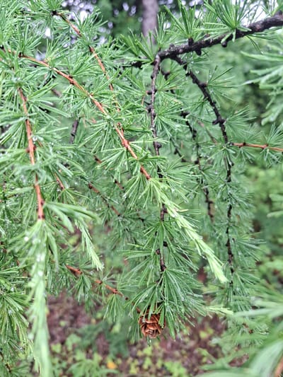 The image is a close-up shot of a coniferous tree branch, likely a larch, with numerous needle-like leaves. Small droplets of water are visible on the needles and branches, suggesting recent rain or dew. The needles are a vibrant green, and the branches are a mix of darker brown and reddish-brown hues. One small, brown cone is visible hanging from a lower branch on the right side of the frame. The background is blurred, showing a forest floor with muted green and brown tones, and hints of other foliage. There are no people or animals in the image. The scene depicts a natural, outdoor environment, likely a forest or park. The location is unspecified within the city of Svobodny, Russia, but the flora suggests a temperate or boreal climate.