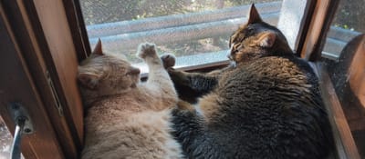 In Kondrovo, Russia, two domestic cats are resting by a window. The cat on the left is a light orange tabby with its eyes closed and one paw raised. The cat on the right is a brown tabby with white markings and its eyes open, looking towards the right. Both cats are lying down on a wooden surface, likely a windowsill, in front of a window covered with a fine mesh screen. Sunlight filters through the screen, illuminating the scene. The environment appears to be indoors, with wooden window frames visible.