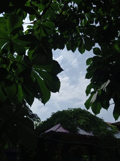 This is a low-angle shot looking up through lush green foliage towards a partly cloudy sky. The leaves are large and distinctly veined, characteristic of a horse chestnut tree. They dominate the foreground and frame the sky, creating a dappled effect with patches of sunlight and shadow.
In the upper right quadrant of the image, a building's roof is visible, covered in dense green ivy. The roof appears to be made of corrugated metal with a pinkish hue. A dark wire or cable runs horizontally across the upper portion of the scene, and a decorative lattice fence is partially visible to the right.
The scene suggests an outdoor setting, likely during the daytime. The bright sky with scattered clouds indicates fair weather. The abundance of foliage implies a temperate season, possibly spring or summer. The presence of the building with ivy suggests a residential or garden area. No people or explicit text are visible. The overall mood is serene and natural, with the focus on the interplay between the leaves, sky, and the partially obscured man-made structure. The location context points to Charvak, Uzbekistan.