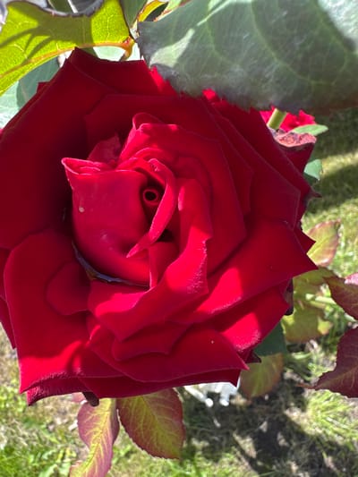 A close-up, overhead shot captures a vibrant red rose in full bloom, its petals unfurling with intricate detail. A small amount of water rests in the center of the bloom. The rose is surrounded by green leaves, some of which show hints of red along the edges. The background is a slightly blurred grassy area, suggesting an outdoor setting. Shadows are cast across the scene, indicating the presence of sunlight. The overall impression is one of natural beauty and detail. The image is tagged with "Земледелец-90 Спк, Russia", suggesting the photograph was taken in this location. No people or specific actions are depicted.