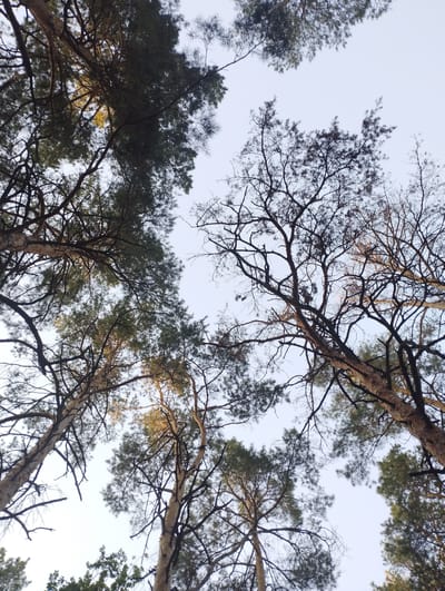 This is a low-angle shot looking up at pine trees in Sosny, Russia. The image captures the dense canopy of the trees against a pale sky. Sunlight filters through the branches, illuminating some of the needles and bark with a warm, golden hue. The trees are tall and slender, with many branches creating a complex, interlacing pattern. The overall impression is one of being in a forest, with the sky visible only in patches through the foliage.
