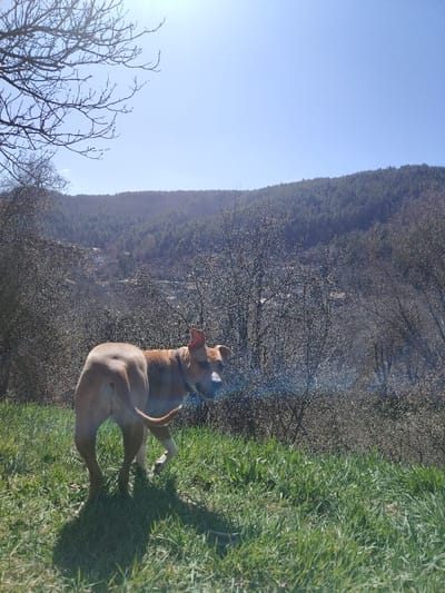 The scene depicts a tan-colored dog standing on a grassy hillside in a natural area within or immediately surrounding Vlado Trichkov, Bulgaria, under bright daylight. The dog, positioned slightly right of center in the foreground, faces away from the camera but has its head turned back to look directly at the viewer. It wears a dark collar and casts a distinct shadow to its left. The midground features numerous bare deciduous trees and shrubs with visible branches, indicating an early spring season. Through the sparse midground foliage, a valley is visible, containing a small cluster of structures or a village. The background consists of a prominent mountain range densely covered in evergreen forest. The sky is clear and bright blue, with a sun glare present in the upper left quadrant. No human figures are visible.