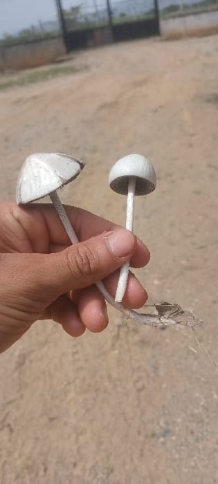 A hand holds two mushrooms with white caps and stems. The background is a blurred outdoor scene with a sandy or dirt ground. One mushroom cap is shaped like a dome, revealing dark gills underneath. The other mushroom cap is partially collapsed, also showing gills. Debris or dried plant matter clings to the stem of one mushroom. The hand is tan and out of focus.