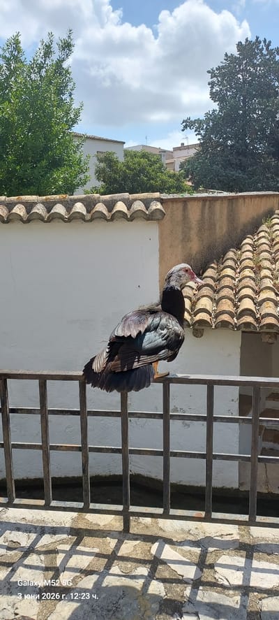 The image displays an outdoor scene featuring a large Muscovy duck perched on a ledge or wall next to a metal railing. The bird, with its predominantly dark, iridescent feathers that show hues of green and purple, has a distinctive white and pink head and face. It is positioned on the right side of the frame, looking towards the left with its beak slightly open.

Behind the duck, a white building wall is visible, topped by rows of weathered terracotta roof tiles. To the immediate right of the duck, a robust metal railing with a grid pattern extends vertically, casting sharp, rectangular shadows onto the sunlit ground or a lower part of the wall.

The background on the left side of the image features a bright, partly cloudy sky and the lush green foliage of trees. Portions of other distant buildings can also be seen. The scene is illuminated by strong midday sunlight, indicated by the crisp shadows and bright highlights. A digital watermark is visible in the bottom right corner (when the image is viewed in its original orientation) stating "Galaxy M52 5G" and "3 июня 2026 г. 12:23 ч." (June 3, 2026, 12:23 PM). The architectural style with terracotta tiles and the trees suggest a Mediterranean climate, consistent with the provided location context of Canals, Spain.