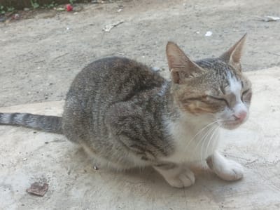 The image displays a domestic cat, likely a tabby with gray and brownish-gray striped fur on its back and tail, complemented by white fur on its chest, belly, paws, and face. Its eyes are closed, and it possesses a pink nose and distinct white whiskers. The cat is seated on a light-colored, possibly concrete or paved surface that exhibits minor cracks and scattered debris, including small dark specks and a small, dried brown organic fragment in the foreground. The background transitions to a darker, unpaved area, consistent with dirt or gravel, showing minimal green vegetation and a small red object in the upper left corner. The scene is illuminated by natural light, indicating a daytime setting outdoors in Pasir Muncang, Indonesia.