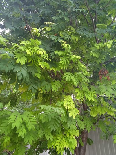 The image shows a close-up of a tree with compound leaves. The leaves are serrated and vary in color from dark green to a lighter, yellowish-green, suggesting different stages of growth or exposure to sunlight. Some clusters of dry, brown leaves are visible on the branches. The tree appears to be in an outdoor setting, with a portion of a light-colored corrugated metal fence visible in the lower right corner. The background is filled with more foliage and hints of what might be other trees or vegetation. There are no people or animals visible in the image. The location is identified as Taysuganovo, Russia.