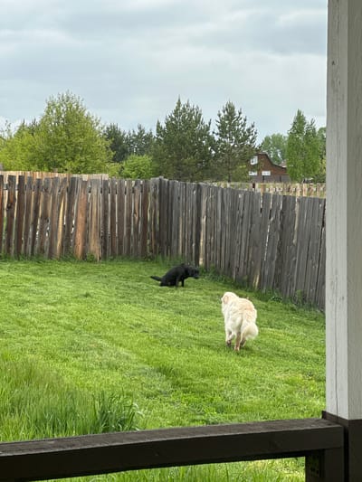 The image displays an outdoor scene, likely a residential backyard, viewed from a slightly elevated vantage point such as a porch or deck. Fragments of a white overhead structure are visible at the top, and a dark vertical support on the right edge of the frame, indicating the perspective.
The central focus is a lush, vibrant green lawn where two dogs are present. On the right side of the lawn, a light-colored, fluffy dog, possibly a Golden Retriever, is seen with its head lowered, appearing to be sniffing the grass or in a playful crouch. Closer to the left, near a wooden fence, is a black dog, resembling a Labrador Retriever, looking in the direction of the lighter dog. Both dogs seem at ease in the grassy expanse.
A rustic wooden fence, constructed from vertical, weathered planks, spans the middle ground of the image, delineating the yard. Beyond this fence, a dense array of green trees with varied foliage rises, suggesting a wooded area or extensive natural landscaping. Partially visible through these trees on the left is a wooden building with white-framed windows, indicative of a house or barn in the background. The sky overhead is a uniform light grey, characteristic of an overcast or cloudy day. The overall impression is one of a calm, natural setting. No text is visible within the image. This scene takes place in Kuda, Russia.