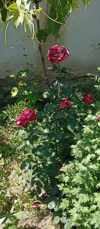 The image depicts a close-up view of a rose bush in a garden setting, with a wall and grape vines in the background. The roses are a deep red color, with some appearing wilted and others in bloom. The foliage is lush and green, with sunlight filtering through the leaves, creating dappled shadows on the ground. The ground itself is covered in soil and various other plants. The overall impression is one of a natural and somewhat untamed garden. The location is identified as Berezivka, Ukraine.