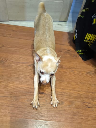 A light brown chihuahua is in a downward dog stretch on a wooden floor in Medemciems, Latvia. The dog's front legs are extended forward, and its back is arched. The dog's head is lowered, and its eyes are looking down. A black fabric with yellow lettering is visible to the right of the dog. The floorboards are oriented horizontally in the image.