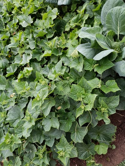 A high-angle, full-frame, outdoor, close-up shot captures a dense arrangement of green foliage, primarily consisting of cucumber plants. The leaves are a vibrant green, with some exhibiting a slightly lighter hue due to light exposure. Tendrils curl and extend across the leaves, indicating active growth. Interspersed within the cucumber plants are the large, muted green leaves of a cabbage plant, its veins prominently visible. The ground beneath the plants is visible in some areas, appearing as dark brown soil. The overall scene is a naturalistic depiction of a garden in Kyzyl Suu, Kyrgyzstan, with no people or animals present.