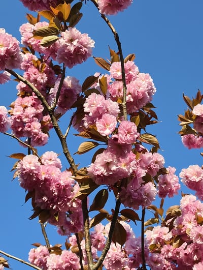 A low-angle close-up captures pink blossoms of a flowering tree against a bright blue sky. Brown leaves are interspersed among the blossoms. The branches of the tree are visible and extend throughout the frame. The setting appears to be outdoors in natural sunlight. The location is unidentified and has no discernible relation to the city of Kolosisty, Russia.