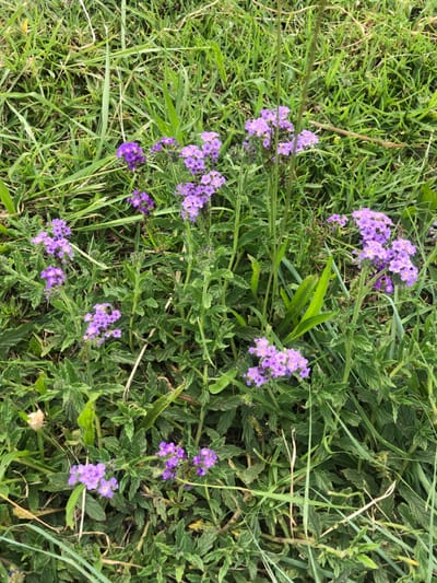 The image presents a ground-level, overhead view of natural vegetation within Soweto, South Africa. The central focus is on multiple clusters of small, five-petaled purple flowers. These flowers are uniformly colored in shades of light lavender to violet and are grouped into compact inflorescences. They are growing on herbaceous plants characterized by textured, dark green leaves with visible venation. Interspersed around and between these flowering plants are various types of green grass, appearing in different lengths and widths, indicating an untended or natural growth environment. The scene is illuminated by natural light, and no human activity, man-made objects, or specific actions are depicted.