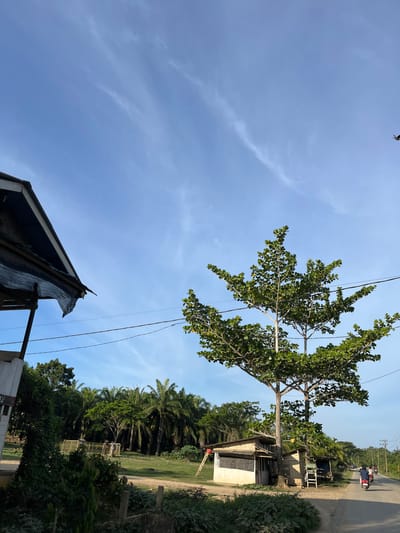 This image depicts a street scene in Alurcucur, Indonesia, under a bright, partly cloudy sky. In the foreground, a weathered structure with a corrugated metal roof and torn tarp is visible on the left. A large tree with dense green foliage dominates the center of the frame, its branches extending across power lines. To the right of the tree, two small, simple structures with thatched roofs stand next to a dirt road. A few motorcycles are seen on the road in the distance, one with two riders, heading away from the camera. The background features a dense line of palm trees, suggesting a tropical or subtropical environment. The overall impression is of a rural or semi-rural area in Indonesia.