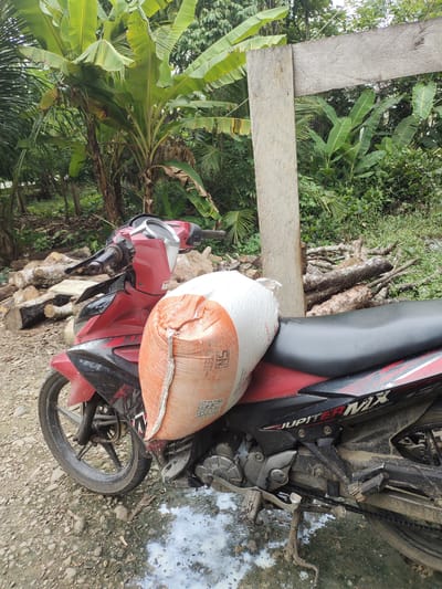 In Mesjidpirak, Indonesia, a red and black Jupiter MX motorcycle is parked on a gravelly dirt ground. The motorcycle is carrying a large, loosely tied sack, predominantly white with an orange mesh exterior, positioned across the seat and handlebars. A white liquid, possibly milk, has spilled on the ground near the motorcycle's kickstand. The background features lush green vegetation, including banana trees and other foliage, suggesting a rural or semi-rural setting. A wooden structure, possibly part of a fence or a rudimentary shelter, stands to the right of the motorcycle. Piles of cut logs are visible in the background behind the motorcycle. The overall scene depicts a utilitarian scenario, likely related to transporting goods in a tropical environment.